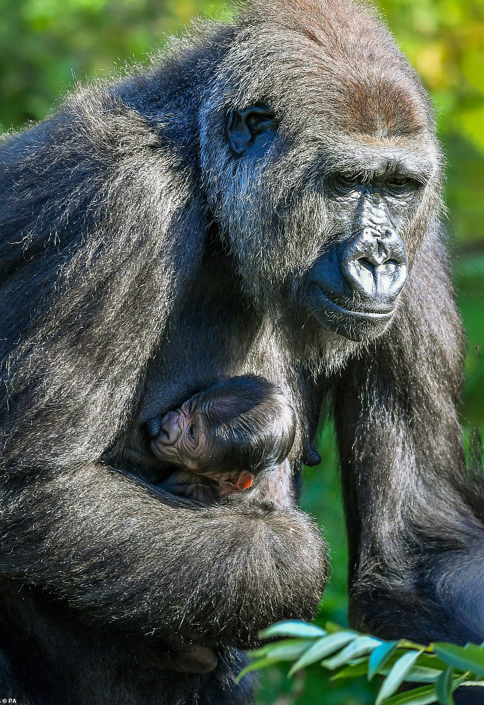 Фотографии новорожденной гориллы и ее мамы