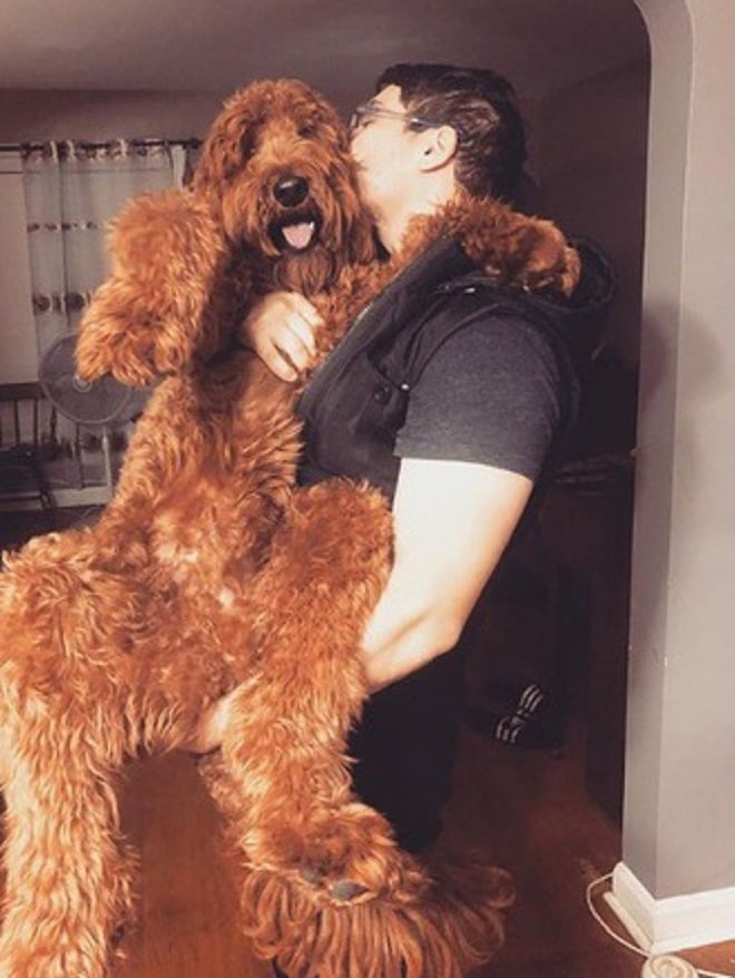 Пес и мужчина