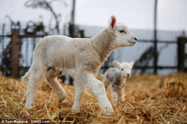 One of the baby sheep