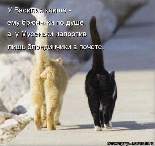 Лучшая котоматрица недели