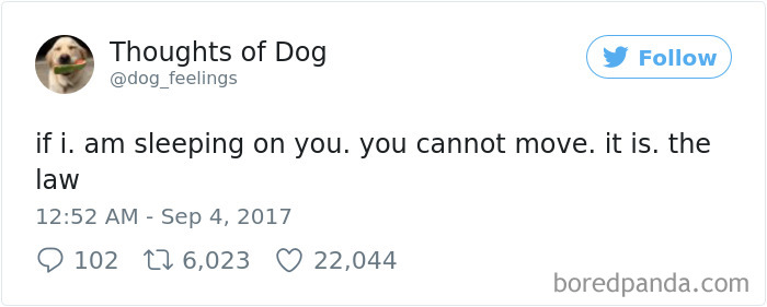 Dog Thoughts