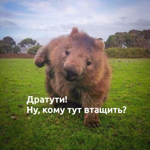 Свежие прикольные картинки Свежие прикольные картинки