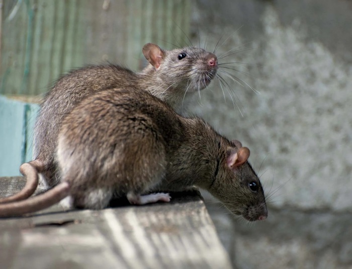С крысами также стоит вести отчаянную борьбу. \ Фото: cdn.britannica.com.