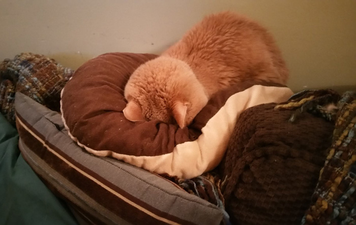 она приютила брошенного 21-летнего кота