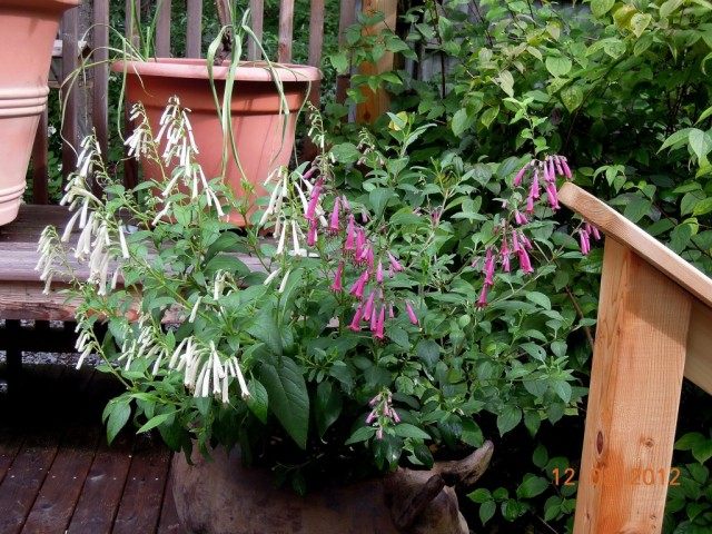 Фигелиус равный белый сорт ‘Snow Queen’ розовый сорт‘Sani Pass’ (Phygelius aequalis)