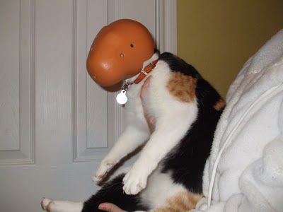 Хозяин, выпусти! 