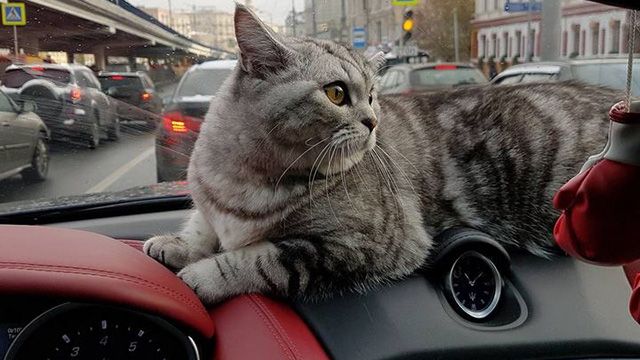 В салоне взорвавшегося в ДТП Maserati в центре Москвы могла находиться кошка