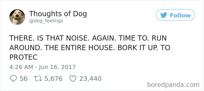 Dog Thoughts