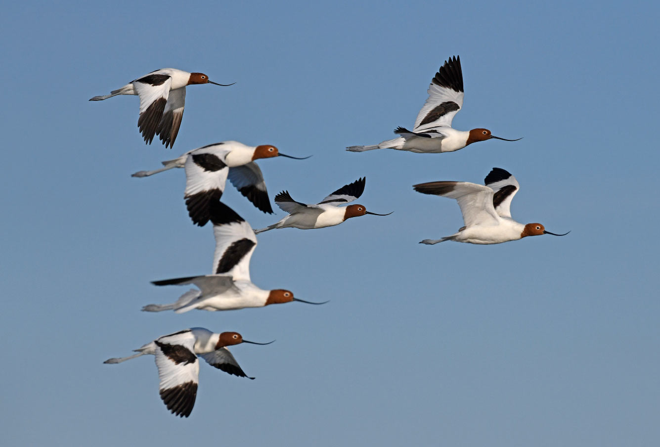 Кто такие птицы природа,Путешествия,фото