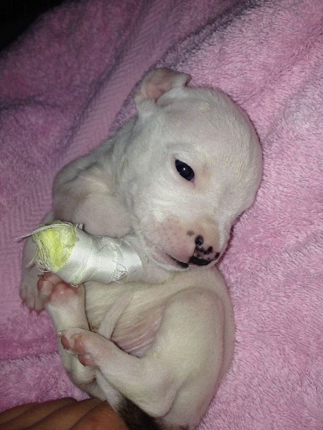 Белый щенок