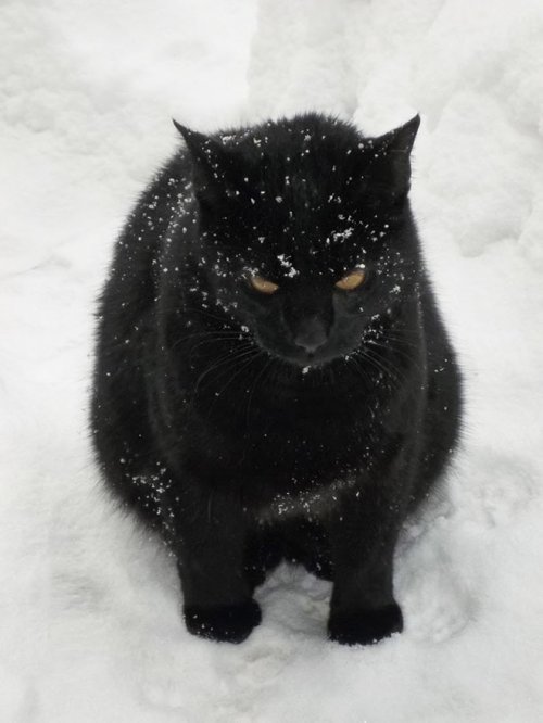 Кошки,которые не любят снег животные, коты, снег, юмор