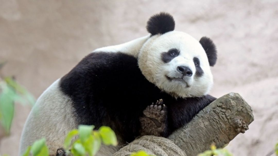 Старейшая панда-героиня умерла в китайском зоопарке