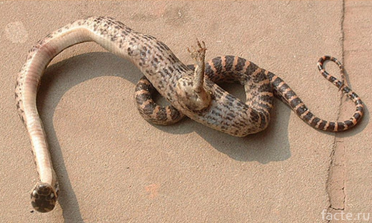 Однолапая змея