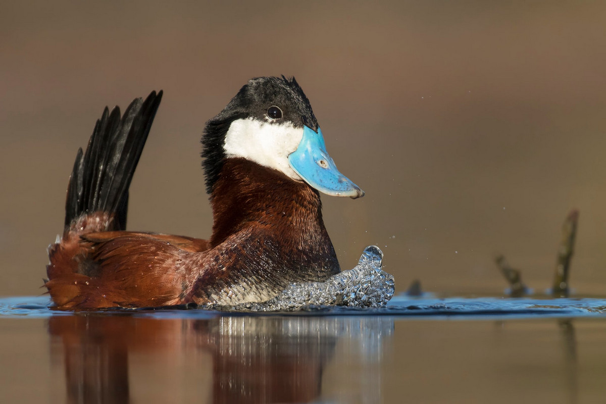 Лучшее с конкурса Bird Photographer of the Year 2018