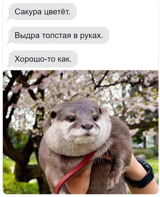 Интернет мемы в пятницу и косточка малины 