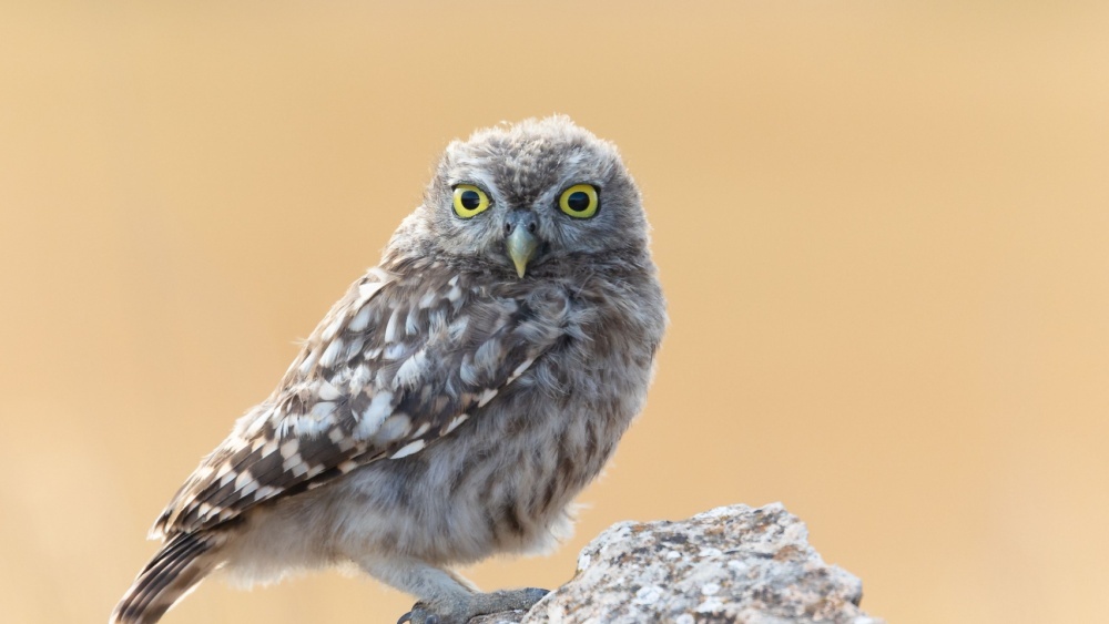 10 удивительных фактов о совах которые, артерии, позволяет, видов, охотятся, определять, только, могут, уникальная, звуки, добычи, направление, кровь, достигает, неясыти, птица, расстояние, добычу, мышей, филин