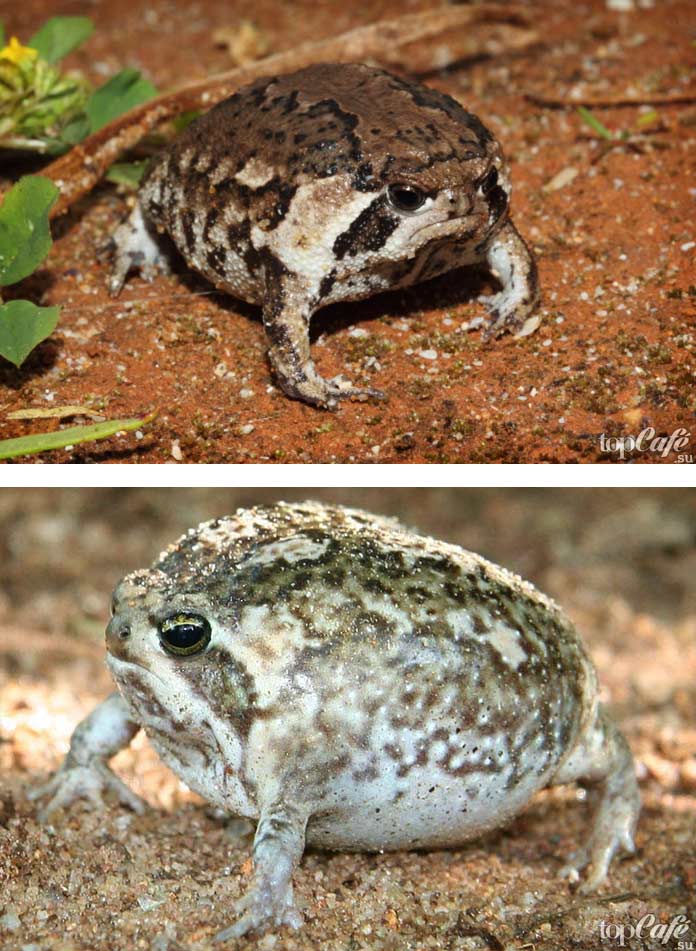 Список необычных видов лягушек: Пустынный узкорот