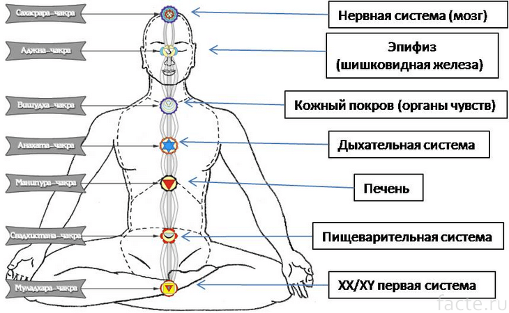 Комплекс упражнений – «Пять тибетских жемчужин» здоровье,«Око Возрождения»,упражнения