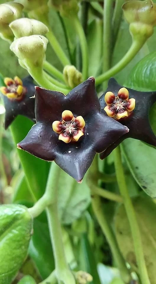 Hoya Mandulidii( Noelcel Buenaflor) красота, лиана, природа, флора, хойя, цветы, чудеса