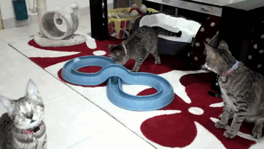 три слепых бездомных кошки нашли дом 