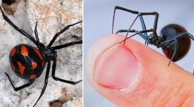 Самый ядовитый паук в России — его укус мучает 2 недели и может убить животные земли,здоровье человека,медицина