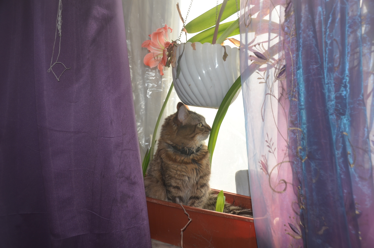 Кот в цветах