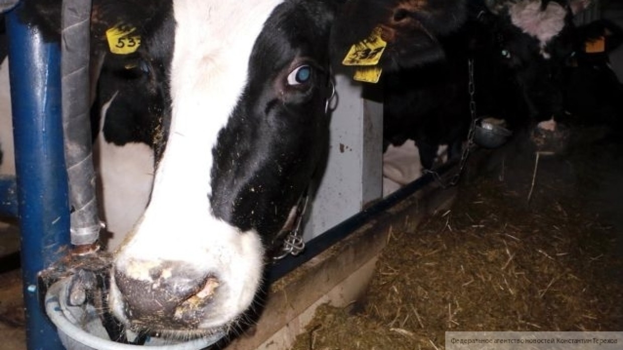 Смертельный вирус погубил 78 коров в Пермском крае
