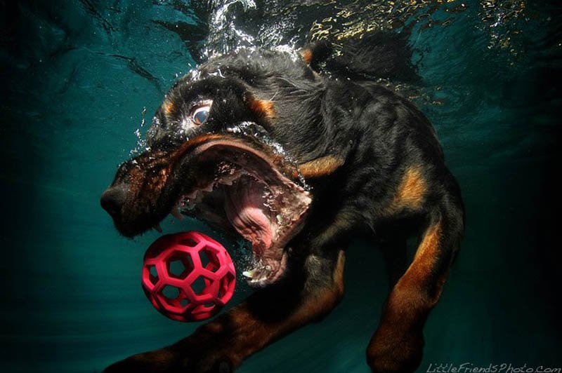 Собаки - в водуныряки (13 фото)