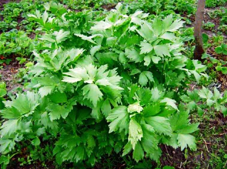 Простой настойкой избавилась от сильных болей в сердце