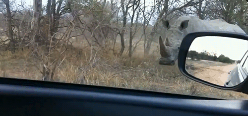 гифка: носорог