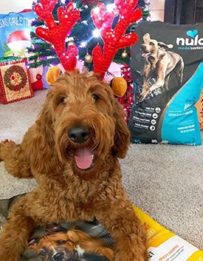 Пес с рожками