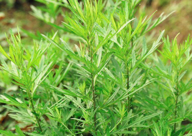 Растения, которые помогут прогнать мышей с вашего огорода