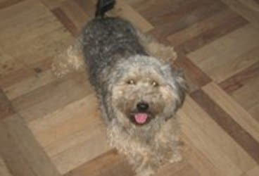 Крохотный щенок плакал на улице в тридцатиградусный мороз. Добрая девушка подарила ему дом, но история на этом не закончилась