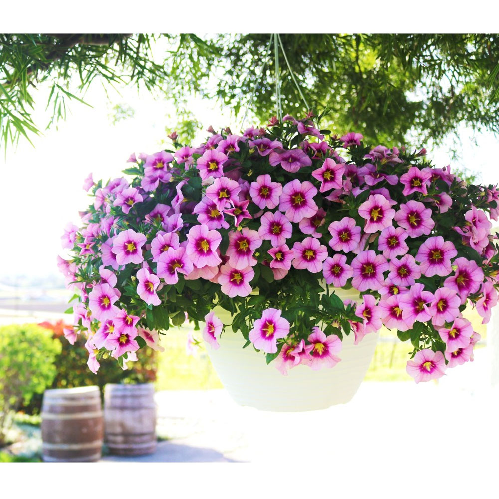 Калибрахоа: как вырастить миллион ярких колокольчиков