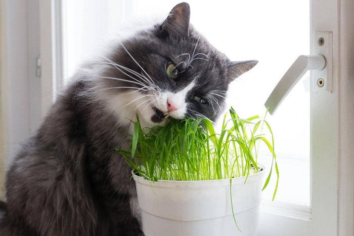 Кошки против растений: 7 советов, как защитить комнатные цветы от домашних питомцев растения, растений, можно, чтобы, будет, кошки, цветы, несколько, горшок, питомцев, цветок, комнатных, вокруг, может, домашних, используйте, часто, подоконник, земле, просто