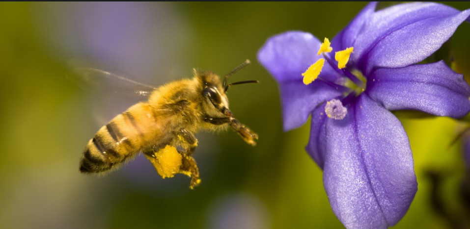 Если покусали пчелы - чем опасно и как быстро помочь себе или другому человеку. Когда полезное становится смертельным!