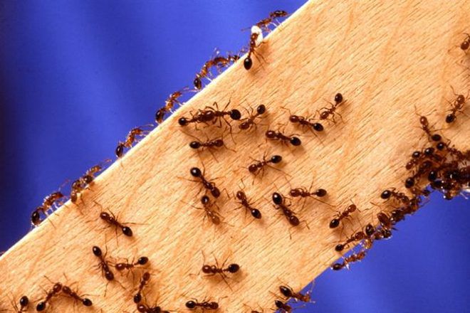 коричневые муравьи в квартире