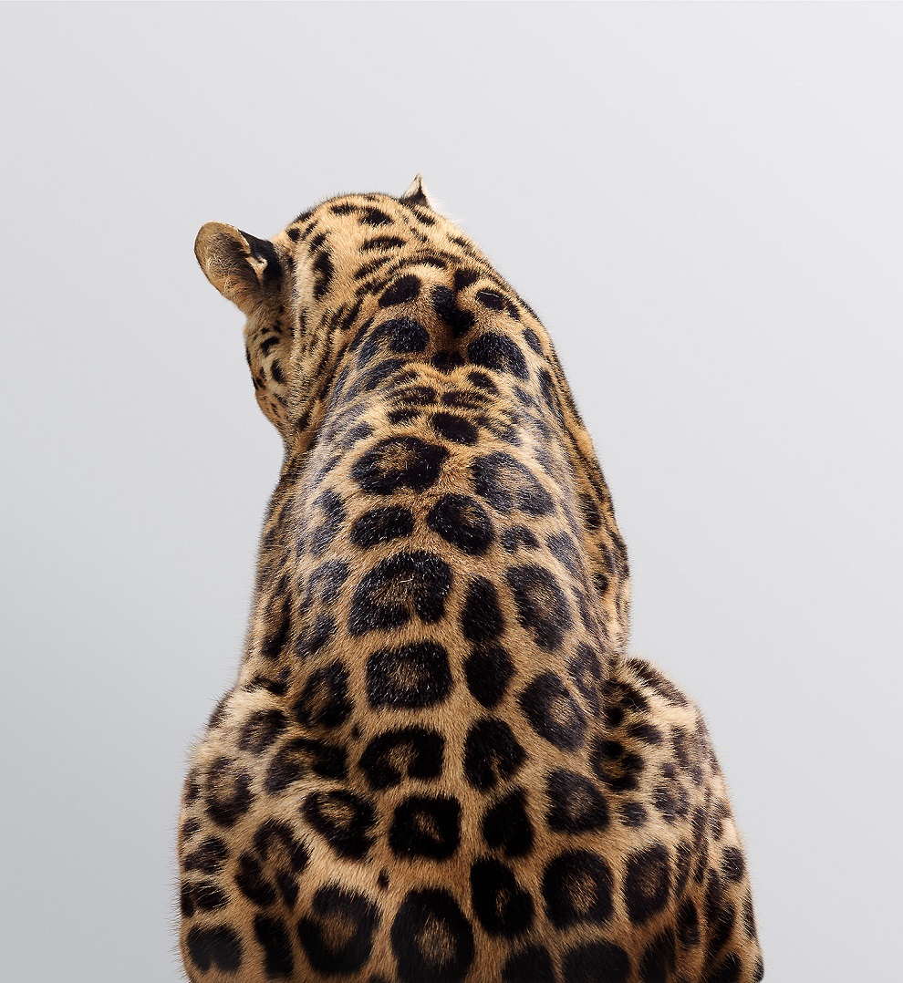 Портреты больших кошек фотографа Perou 