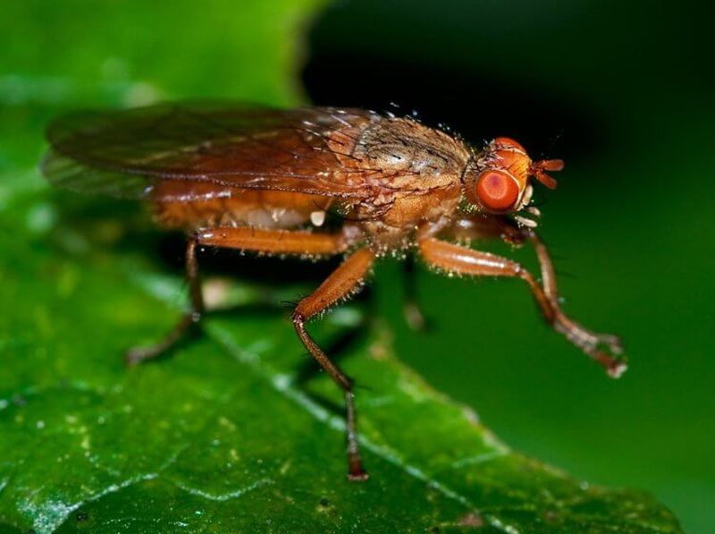 Для чего мухи потирают лапками?