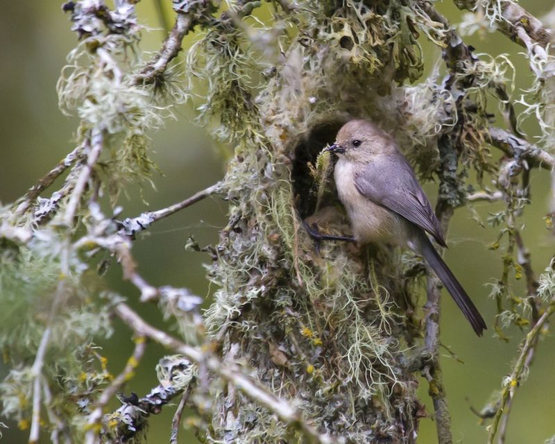 Темношапочная кустарниковая синица  (лат. Psaltriparus minimus) 