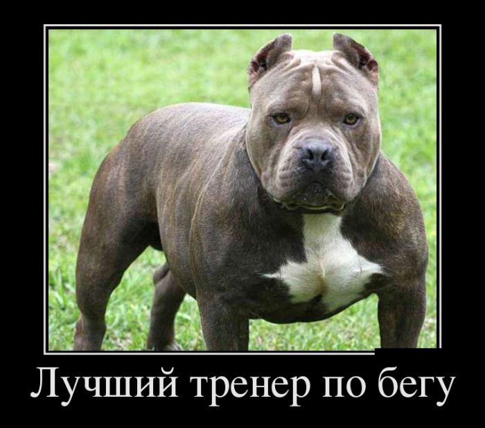 Забавные и веселые пятничные демотиваторы из нашей жизни Забавные и веселые пятничные демотиваторы из нашей жизни демотиваторы свежие,приколы,смешные демотиваторы,юмор