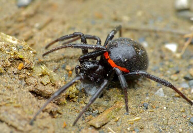 Самый ядовитый паук в России — его укус мучает 2 недели и может убить вдовы, черной, каракурта, вдова, может, укуса, черная, только, паука, России, людей, человека, человек, гнезда, создания, других, каракурт, которые, также, можно