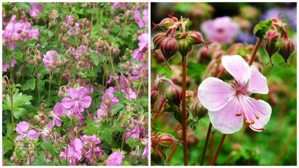 Герань кантабрийская Westray. Фото с сайта www.penlanperennials.co.uk. Герань кантабрийская Hanne. Фото с сайта www.dorsetperennials.co.uk.