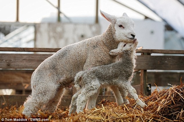 Billy, pictured next to a lamb of the same age, is being reared on the bottle and is 
