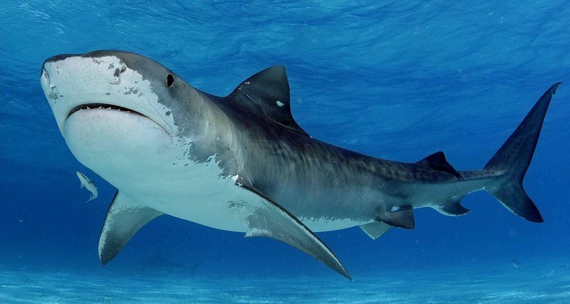 Мифы об акулах