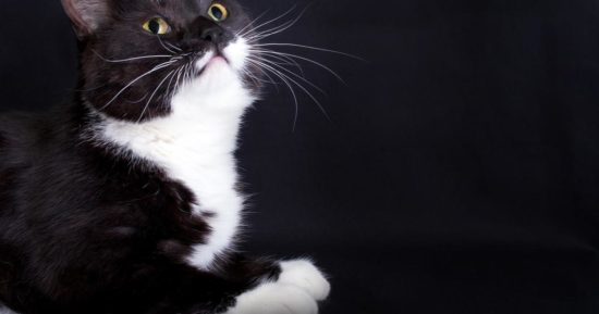 Ветеринар Вендт объяснила, почему в мире так много котов с белыми лапками