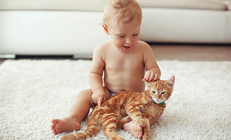 14 милых снимков о том, как подружить кошку с ребенком
