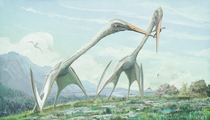 Арамбургианы (Arambourgiania philadelphiae) охотятся на мелких оперенных теропод в степях Лавразии. Рисунок из статьи D. Naish, M. P. Witton, 2017. Neck biomechanics indicate that giant Transylvanian azhdarchid pterosaurs were short-necked arch predators