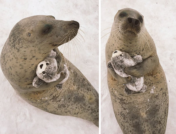 This Adorable Seal Got A Special Present From The Zoo Staff And Couldn