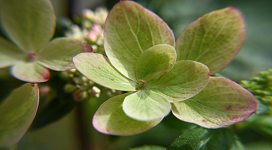 10 самых красивых гортензий для вашего сада дача,сад и огород,садоводство